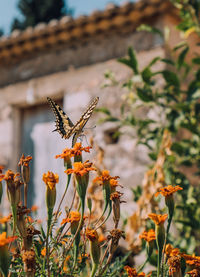 Close-up of butterfly pollinating on flowering plant