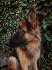German shepherd puppy, cute dog fall photography