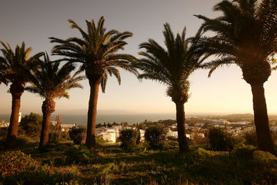 Palm trees against sky during sunset