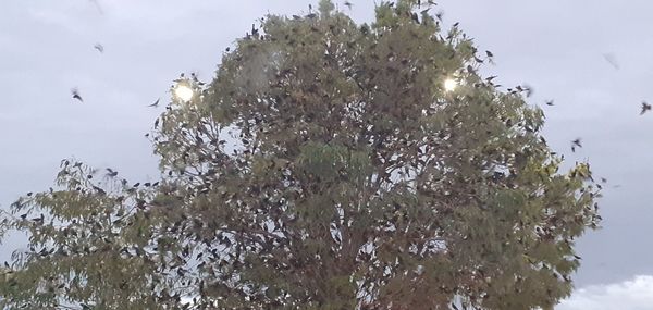 Low angle view of flowering plants against sky