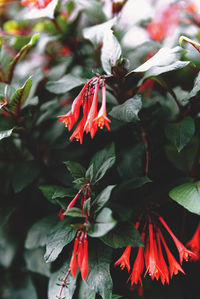 Close-up of red flowering plant