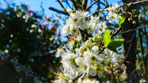 Close-up of insect on white flower