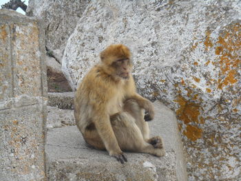 Monkey sitting on rock