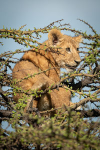 Lion cub sits in thornbush looking right