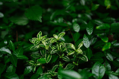 Close-up of fresh green leaves