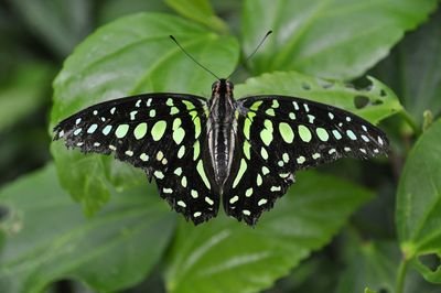 Close-up of butterfly on leaves