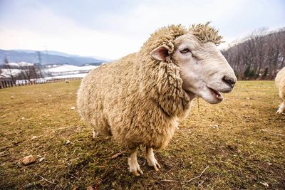 Sheep standing in a field