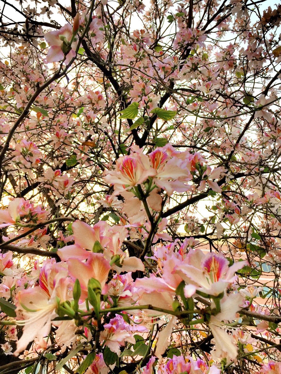 flower, freshness, pink color, fragility, petal, growth, beauty in nature, blossom, branch, tree, nature, blooming, flower head, pink, low angle view, in bloom, springtime, botany, close-up, sky