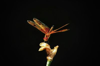 Close-up of butterfly on flower against black background