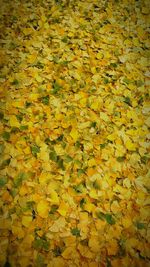 Full frame shot of autumn leaves