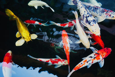 Close-up of koi carps swimming in water