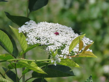 Close-up of white flowering plant