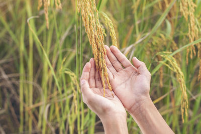 Close-up of hands holding crop