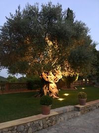 Tree in park against sky