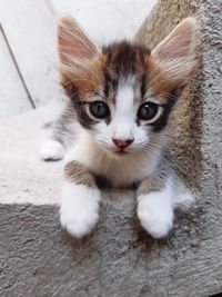 High angle portrait of cat on footpath