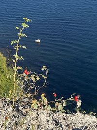 High angle view of plants by sea