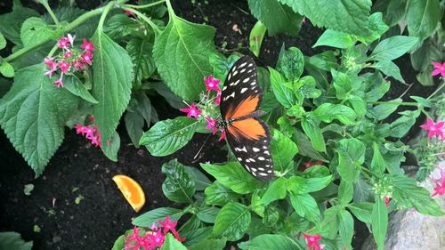 Butterfly on plant