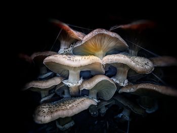 Close-up of mushrooms growing on land