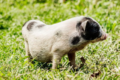 Side view of a dog on field