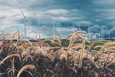 Plants on field against sky