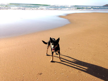 Dog on beach