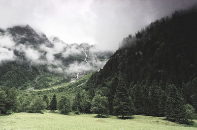 Scenic view of forest against sky