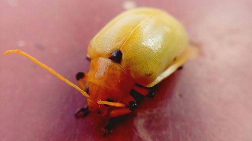 Close-up of ladybug on leaf