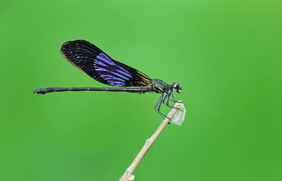 Close-up of damselfly on leaf