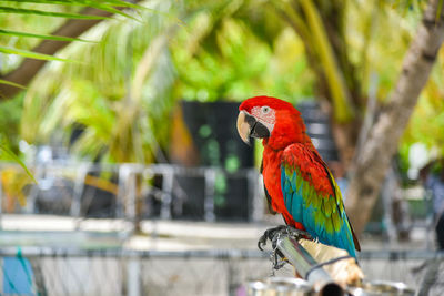 Close-up of scarlet macaw