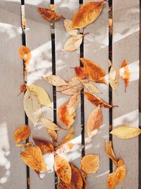 Close-up of leaves on tree