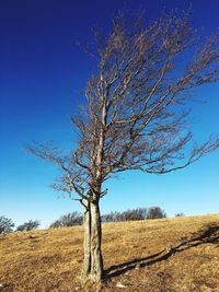 Bare tree on landscape against blue sky