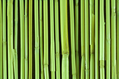 Full frame shot of bamboo plants