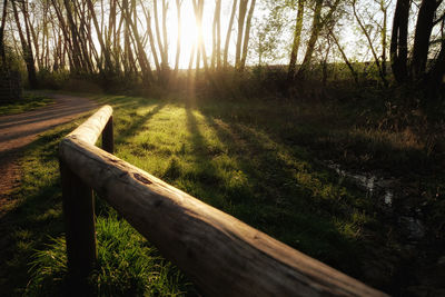 Wooden bench on field in forest