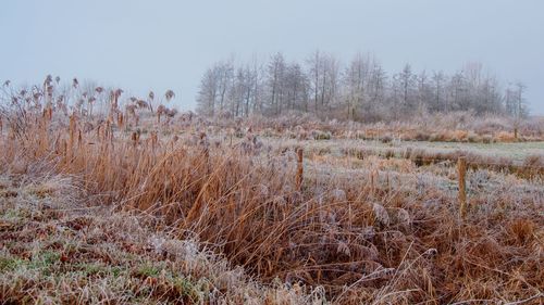 Plants growing on landscape against clear sky