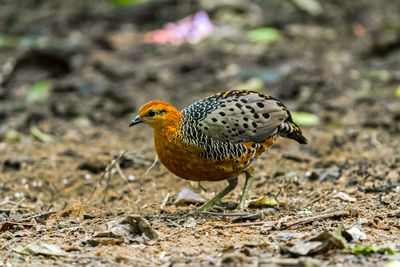 Close up of very rare bird ferruginous partridge  in the forest in nature of thailand.