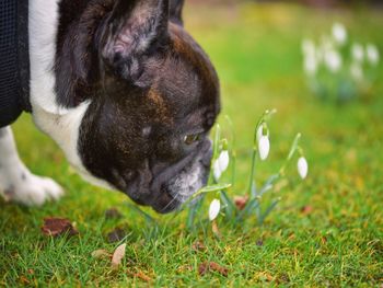 Frenchie like springtime 