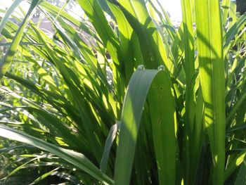 Close-up of fresh green plants on field