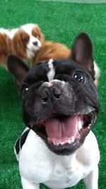 Close-up portrait of dog