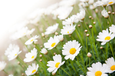 Close-up of white daisy flowers