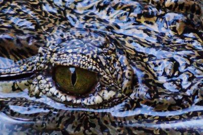 Close-up portrait of a turtle in water