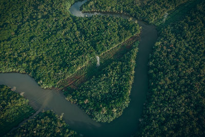 High angle view of trees on field