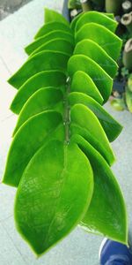 High angle view of wet potted plant