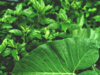 Close-up of wet plant leaves