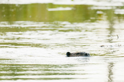 View of duck swimming in lake