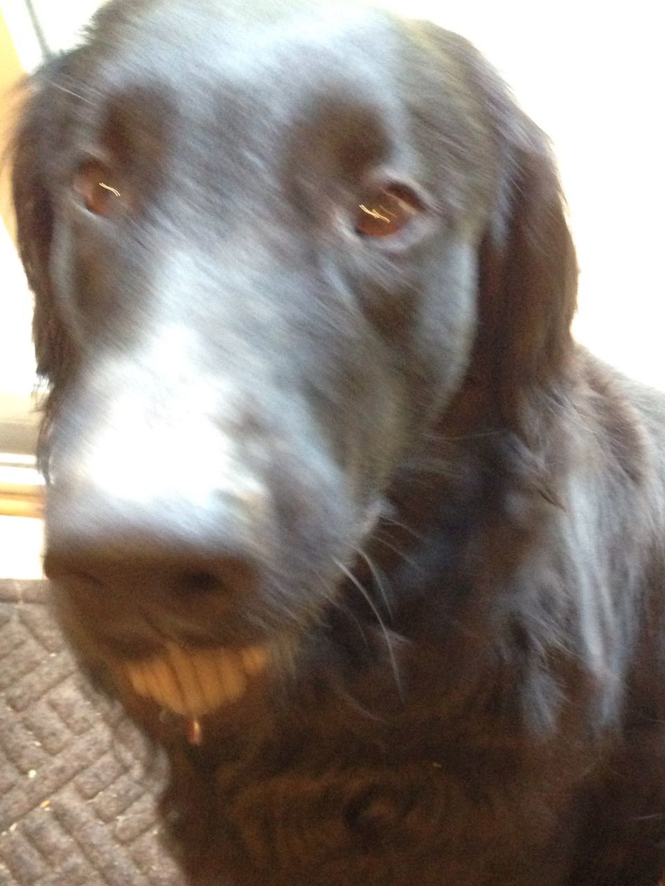 animal themes, domestic animals, one animal, mammal, pets, dog, portrait, close-up, animal head, looking at camera, animal hair, indoors, black color, focus on foreground, animal body part, front view, no people, zoology, day