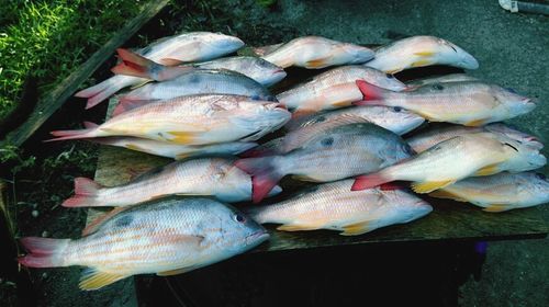 Fish in market