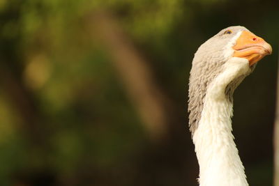 Close-up of swan