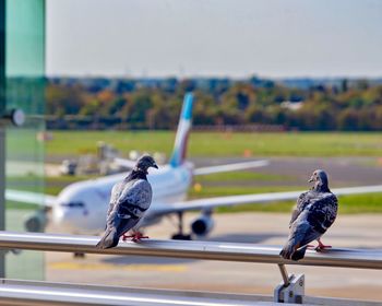 Bird perching on railing