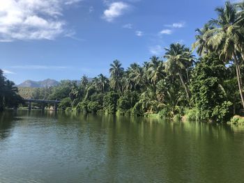 Scenic view of palm trees by river against sky