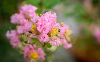 Close-up of insect on pink flower